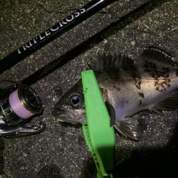 トリプルクロスで春メバリング