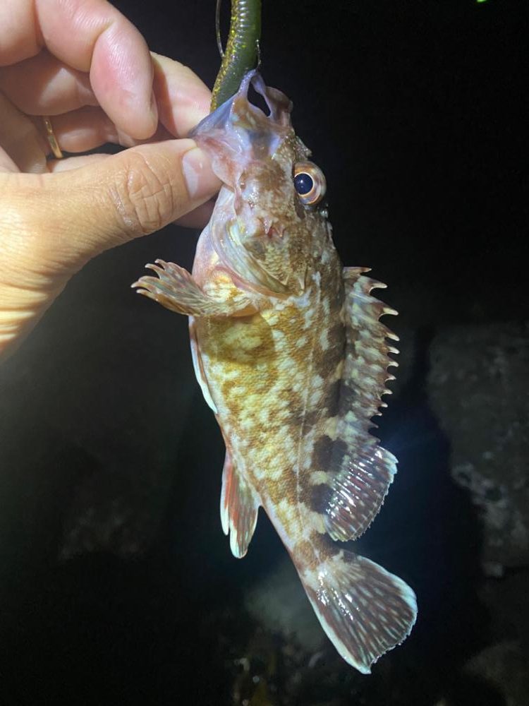 アコウハンティング