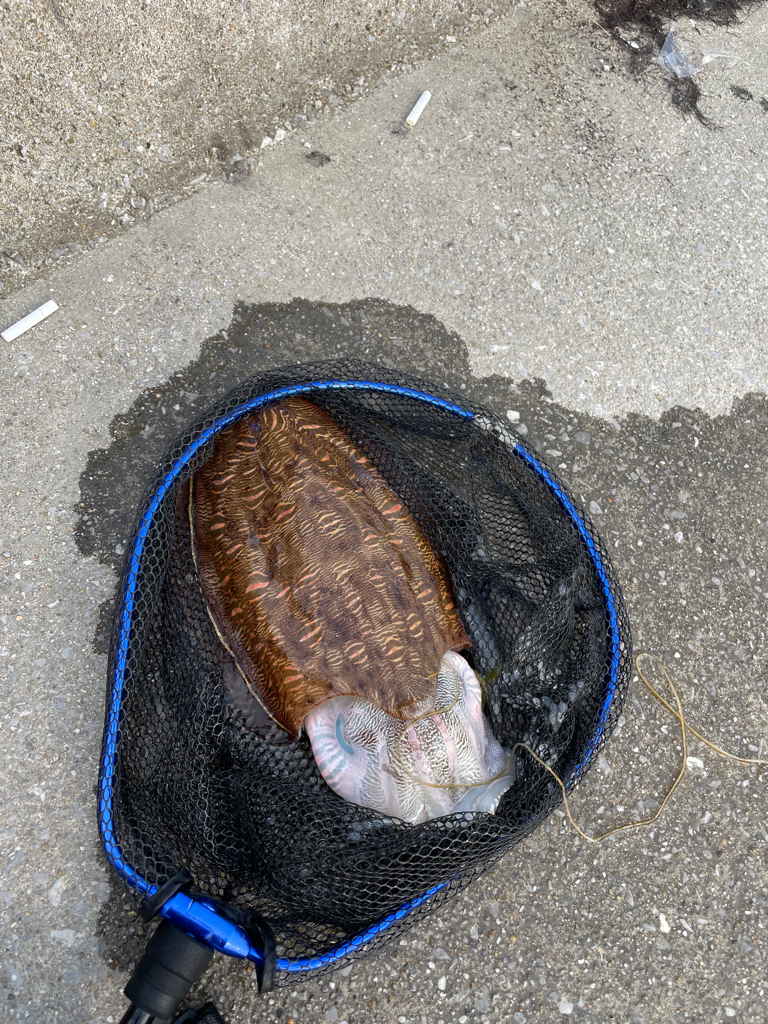 エギング　初捕獲！