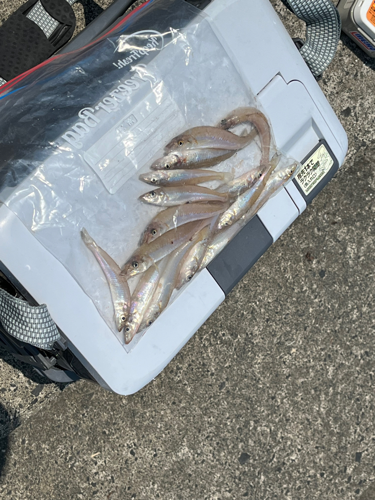 鳥取サーフでキス釣り