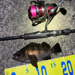 メバルハイシーズン