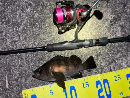 メバルハイシーズン