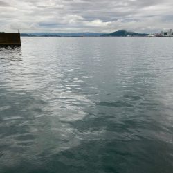 今シーズン初アオリ!記録更新!