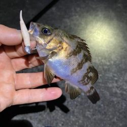 好調続く明石のメバル