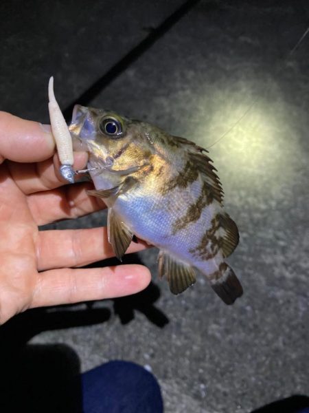 好調続く明石のメバル