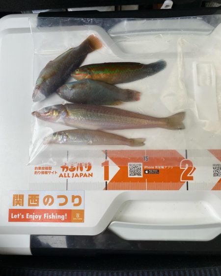 ゴールデンウィーク後半、2回目の釣行で、深…