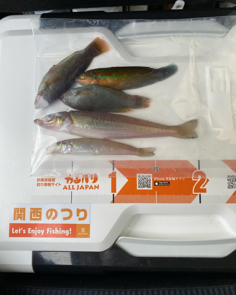 ゴールデンウィーク後半、2回目の釣行で、深日港へキス釣り