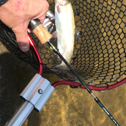 熱々エリアトラウト！