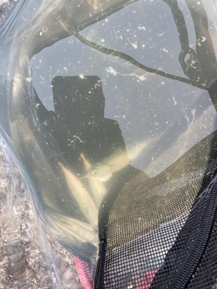 どちゃ濁りでも魚はいた！