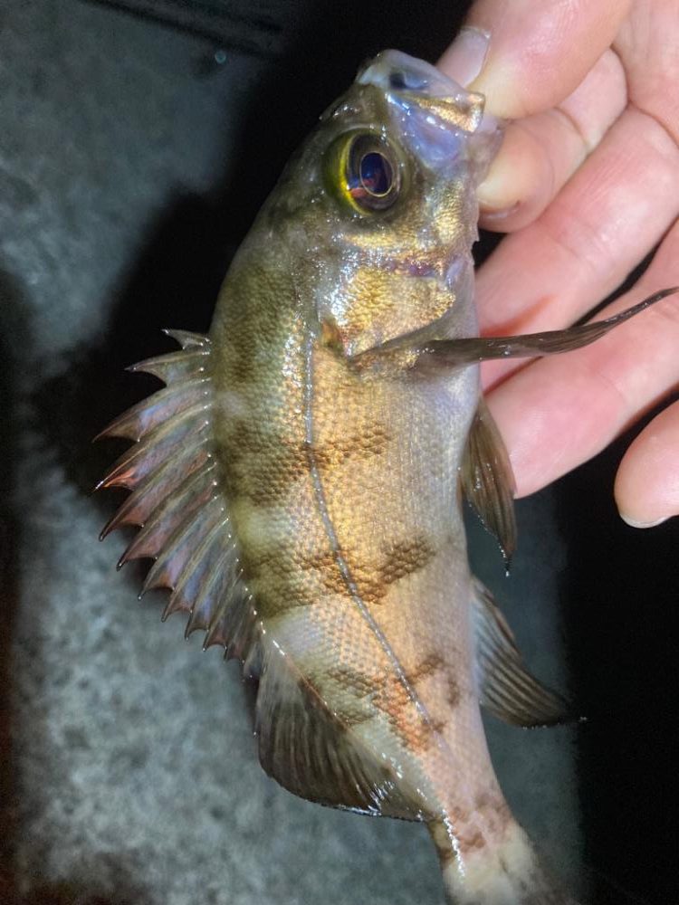 ロックフィッシュゲーム(アコウ・カサゴ釣り)