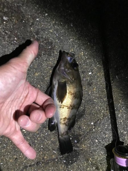 チョロっとメバリング！