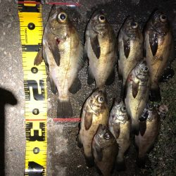 プラグvsワーム