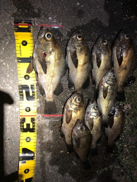 プラグvsワーム