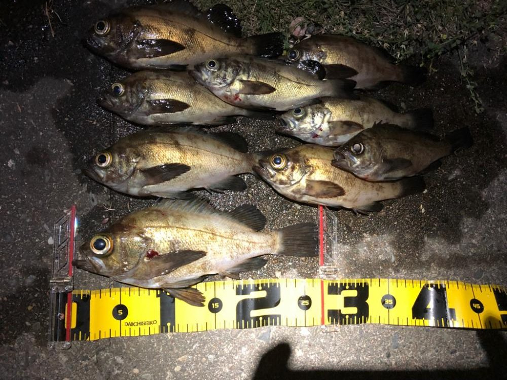 プラグvsワーム