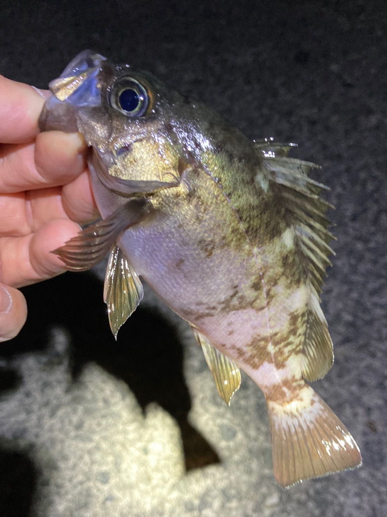 GWメバリング2回目