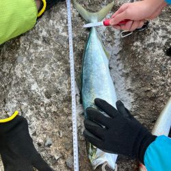 ハマチ49センチ