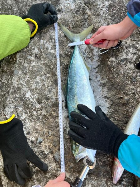 ハマチ49センチ