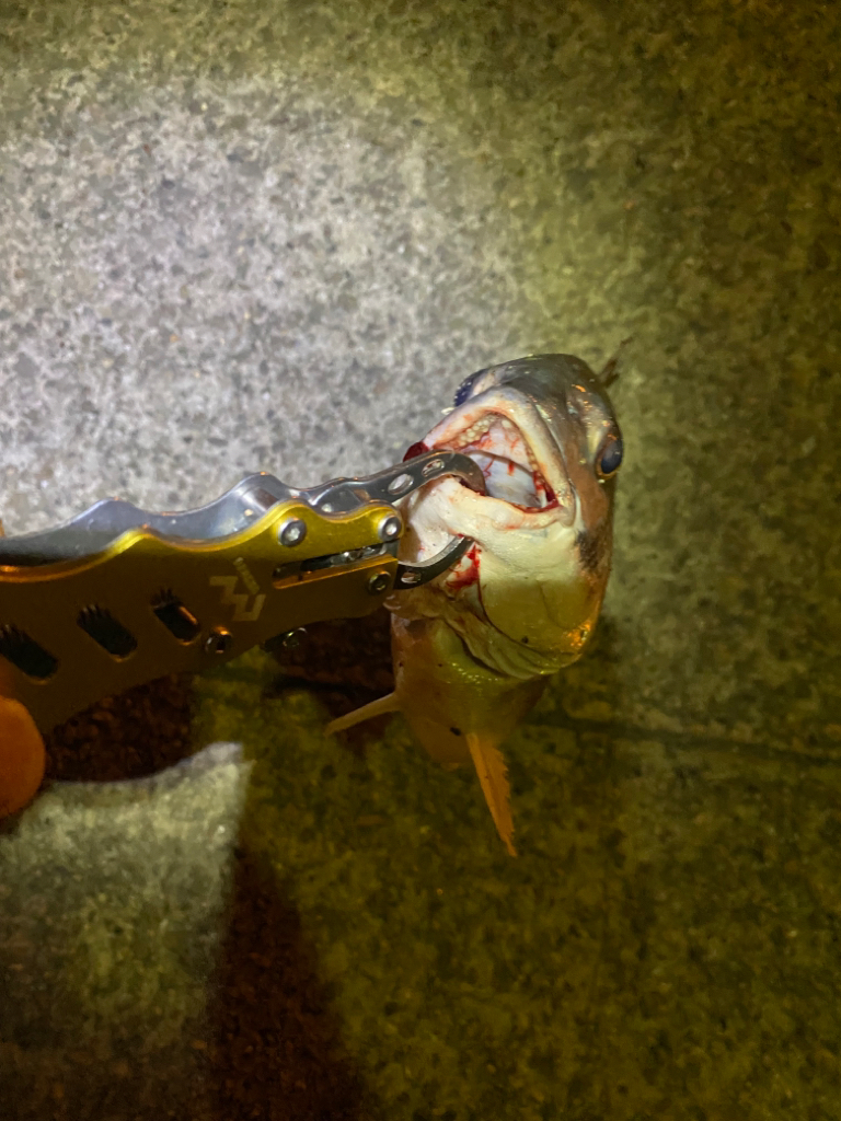 ヘチってきました