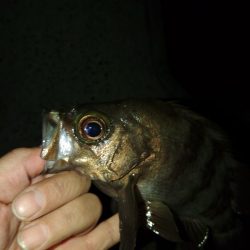 フロートゲーム