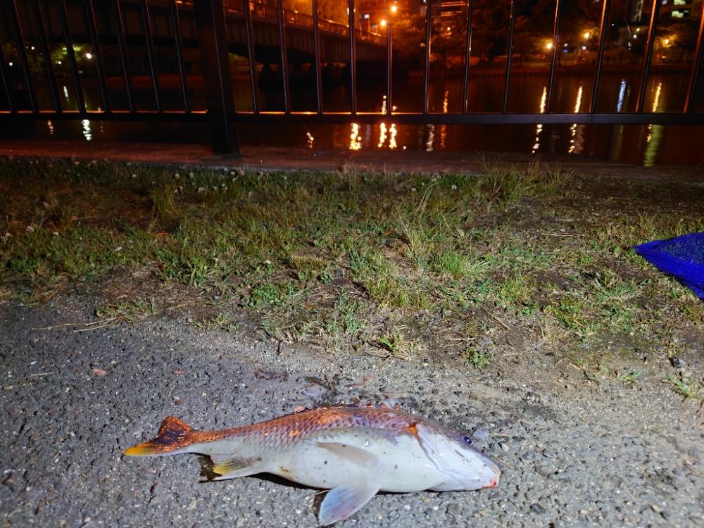 シーバスと思いきや