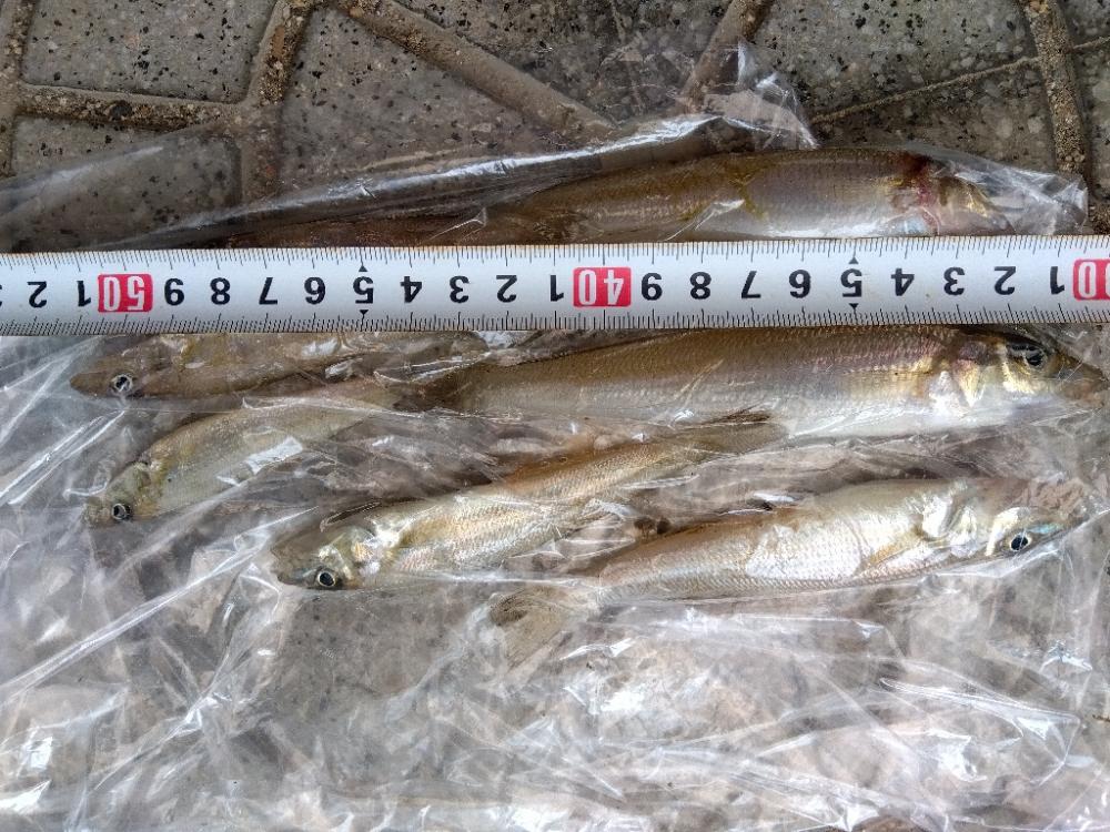 大塩海岸の投げ釣り