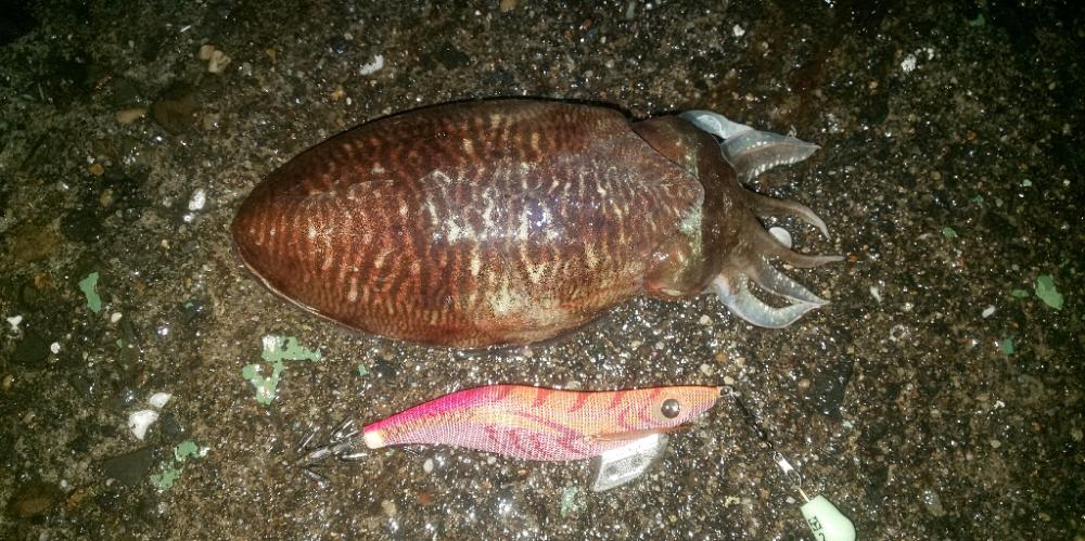 久しぶりの投稿