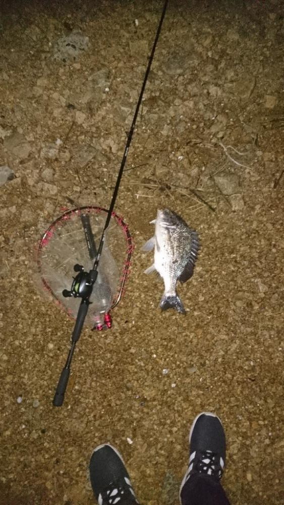 シーバスはいつ釣れる