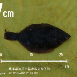 アジュール舞子