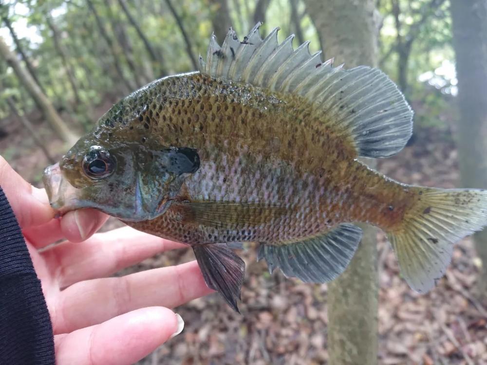 ブルーギル９匹