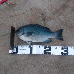 ワクチン接種3日目の釣り