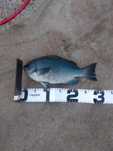 ワクチン接種3日目の釣り