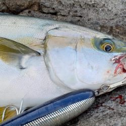 rockyshoreモンスターと出会い