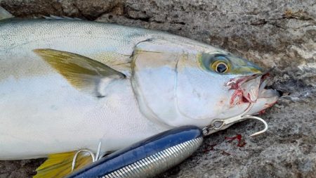 rockyshoreモンスターと出会い