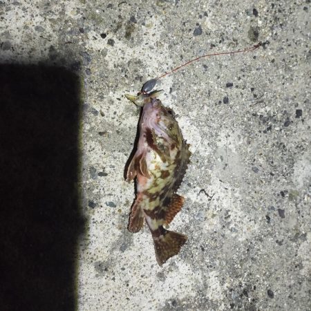 浦一文字で通し釣り