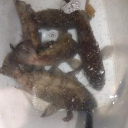 フロートメバリング