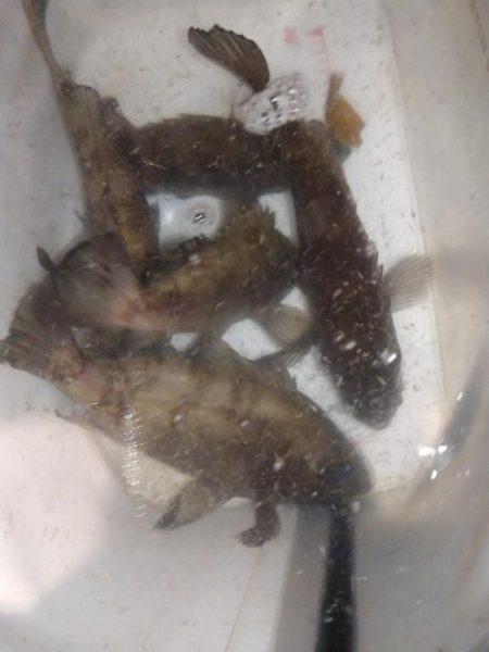 フロートメバリング