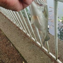 パワーフィネスでプリメス