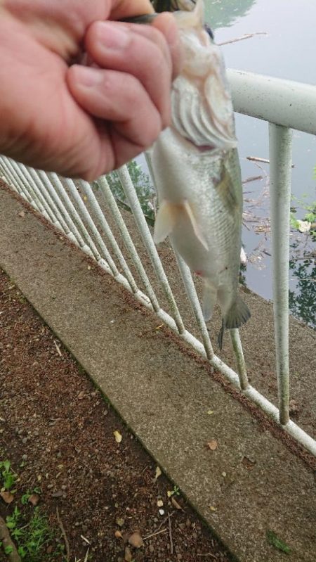 パワーフィネスでプリメス