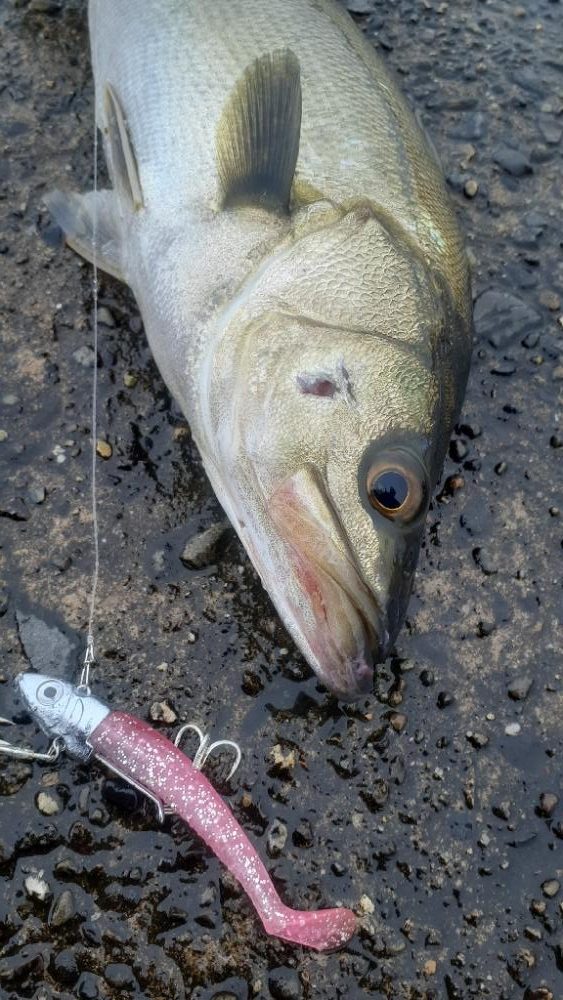 シーバス祭でした!