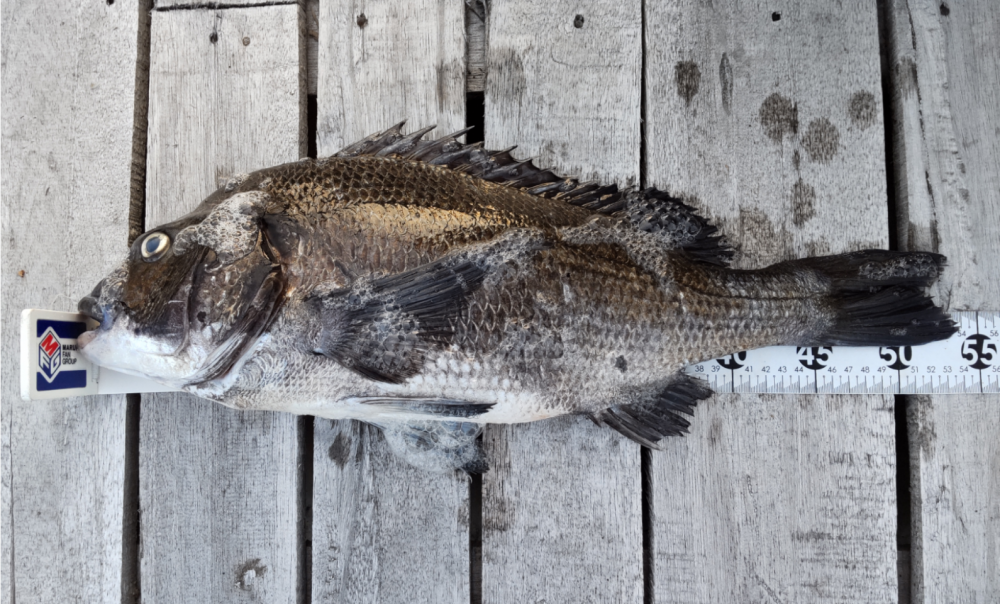 のりくら渡船 チヌ釣り大会