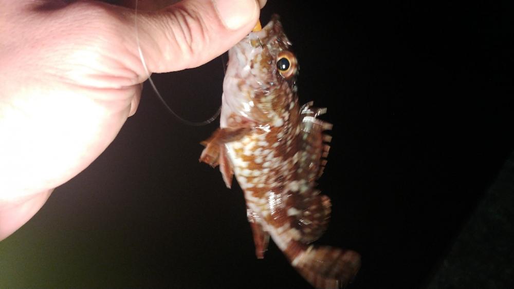 春の小豆島はメバル祭り