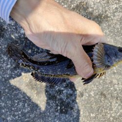 穴釣りがやめられない、とまらない