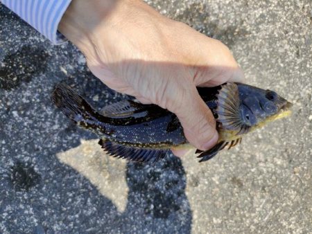 穴釣りがやめられない、とまらない