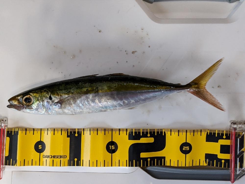 シマアジ〜マダイ リレー