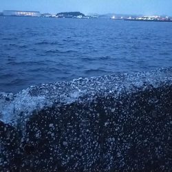 陸っぱりタチウオ