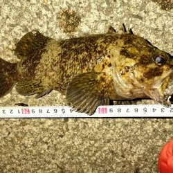 チョット竿で２８cmのムラソイ、クロソイ