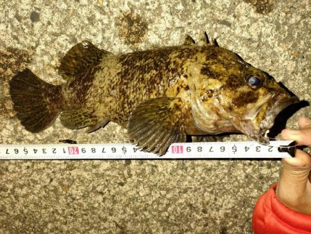 チョット竿で２８cmのムラソイ、クロソイ