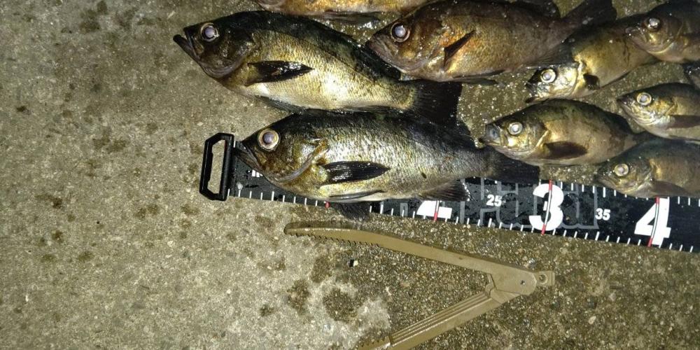 メバリング 大爆釣