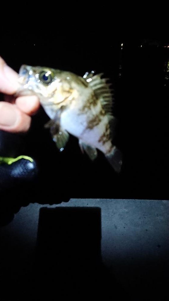 サーフメバリング