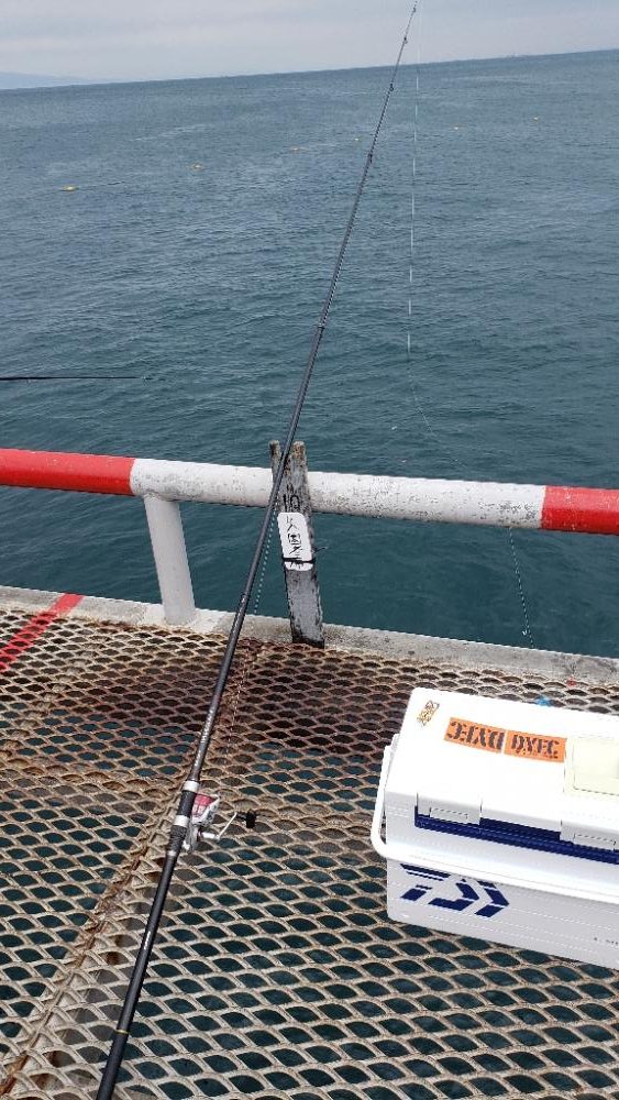 マコカレイ３６センチ釣れました！